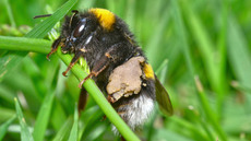 Dunkle_Erdhummel (2).jpg